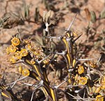 Euphorbia sp nova aff actinoclada Langobaya GPS188 Kenya 2014 Christian IMG_3818 vyrez.jpg